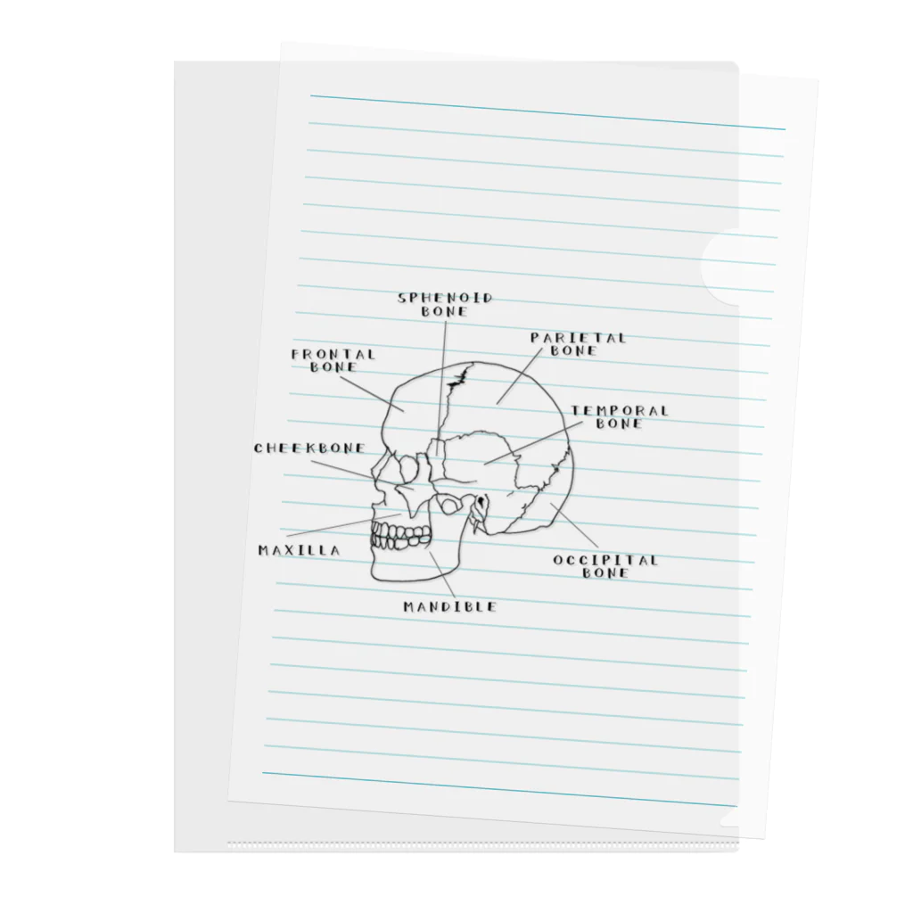1nocchiの頭蓋骨の横顔 Clear File Folder