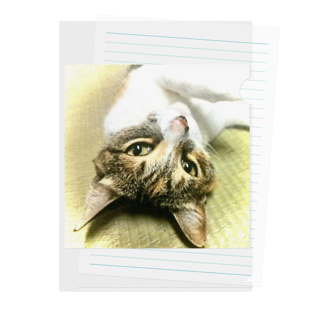 猫しゃちょうのミッチェル一家のチビちゃんin沖縄 クリアファイル