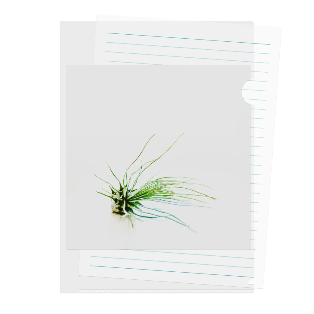 a.c.a.botanicalのTillandsia クリアファイル