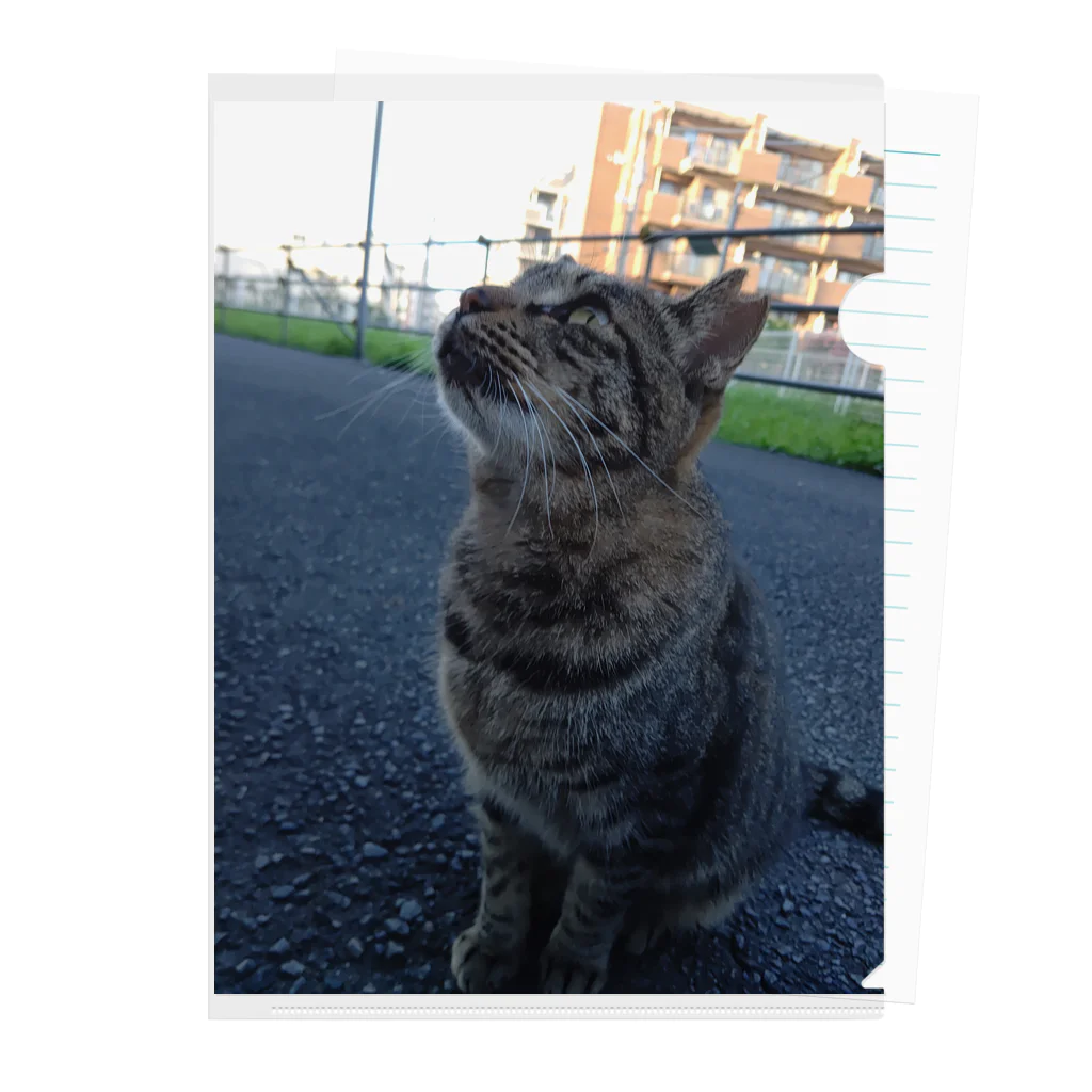 ながしっぽ from.さくらねこの家のとらちゃん　type.Ｂ Clear File Folder