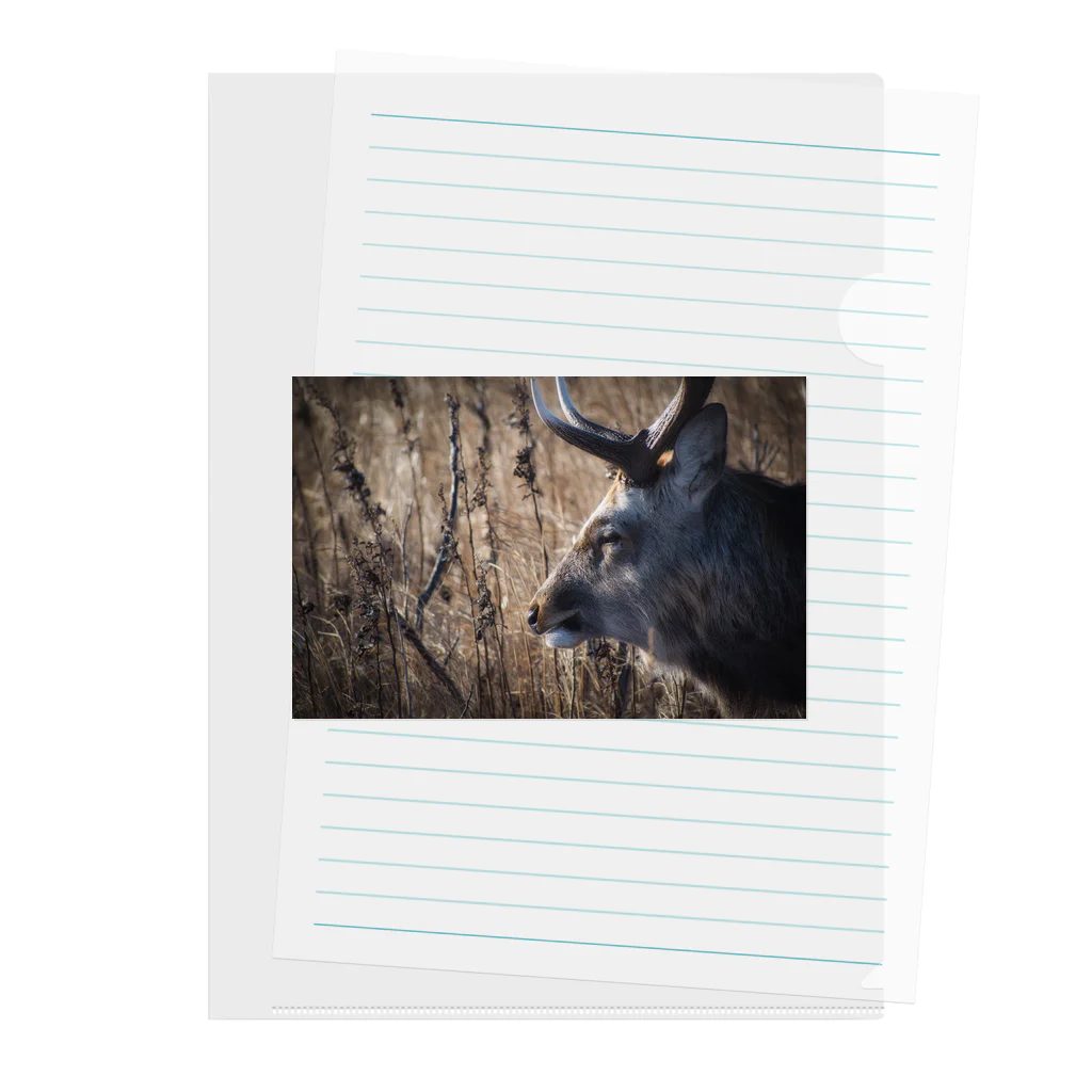 すみれの写真の野付半島に生きる鹿の笑み クリアファイル