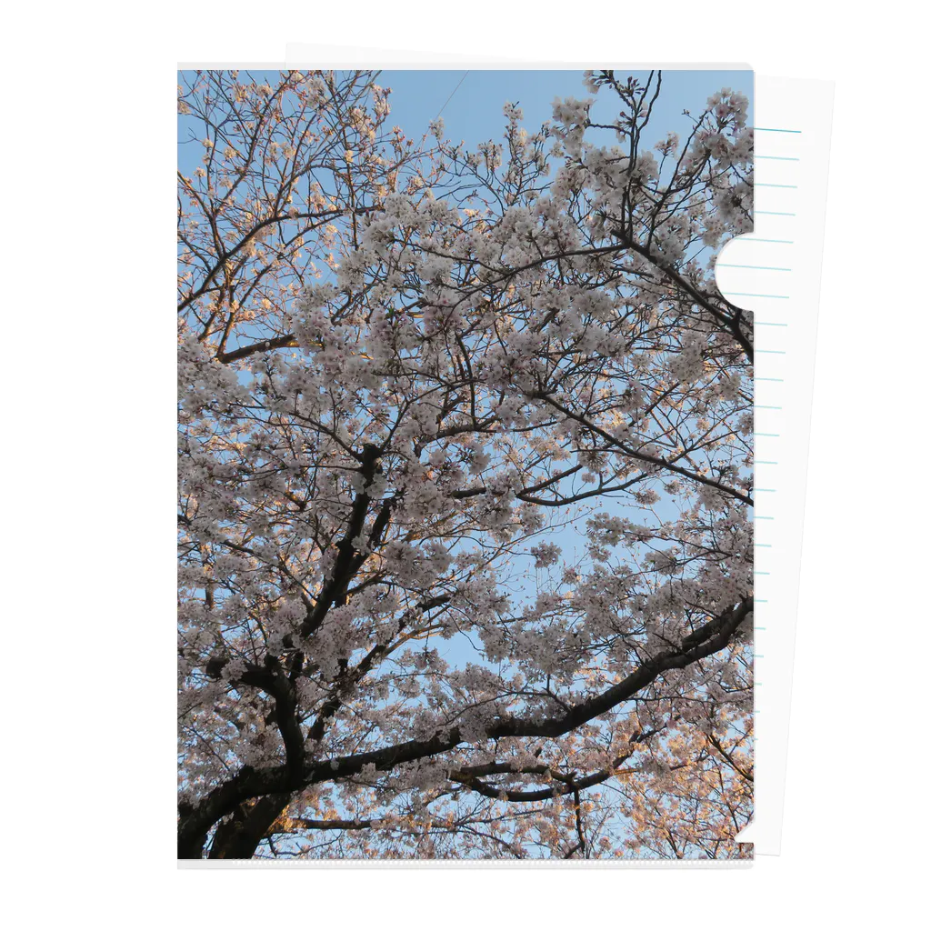 愛自然写真の桜と空 クリアファイル