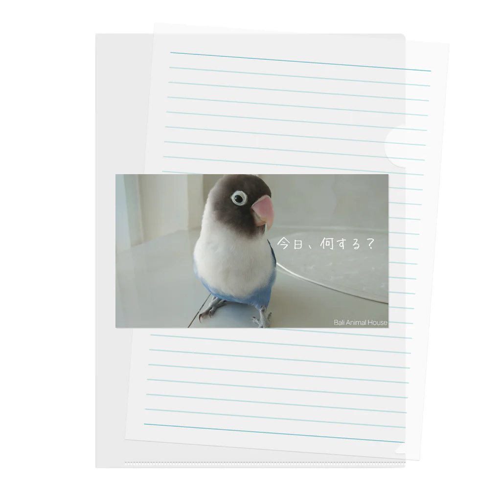 バリアニマルハウスの迷いボタンインコの新月さん Clear File Folder