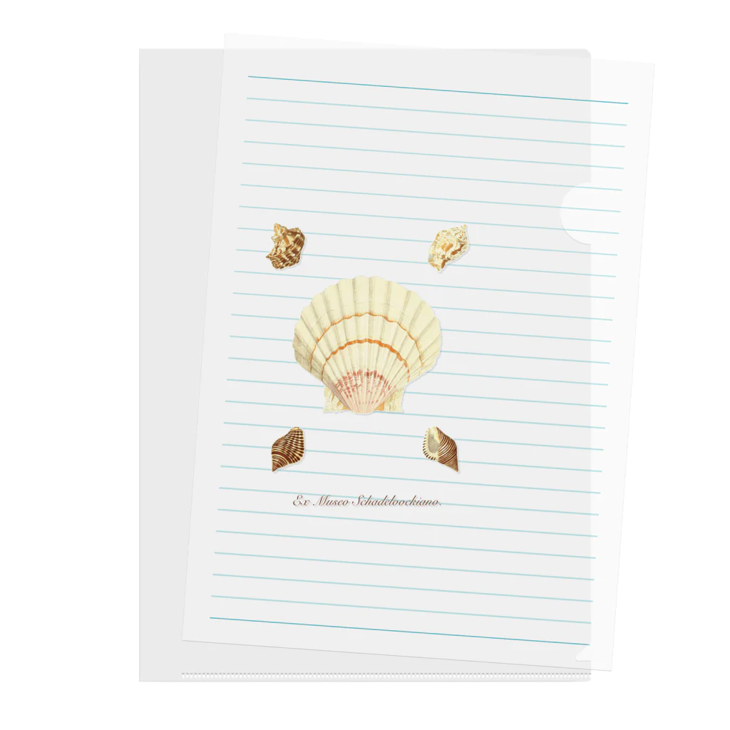 mincora.の貝がら seashells Clear File Folder