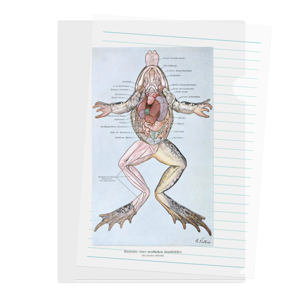 Rubbishのカエルの解剖 Clear File Folder