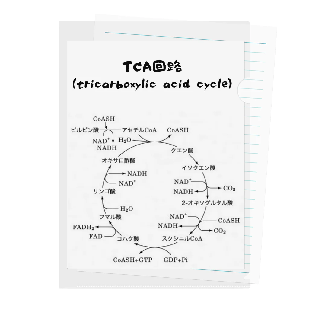 第3理科準備室のTCA回路 クリアファイル