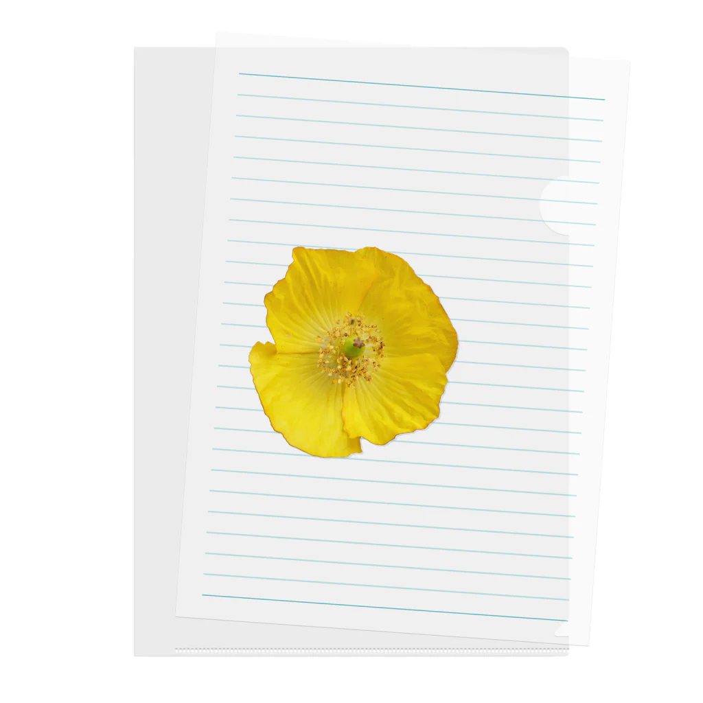 umameshiのポピーの花 / poppy flower Clear File Folder