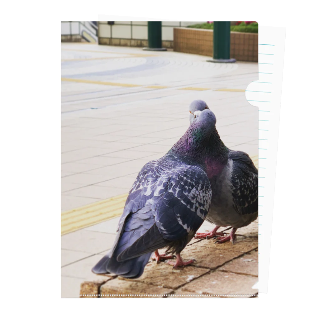 hatopigeonpiccioneの2  pigeons, in winter. Clear File Folder