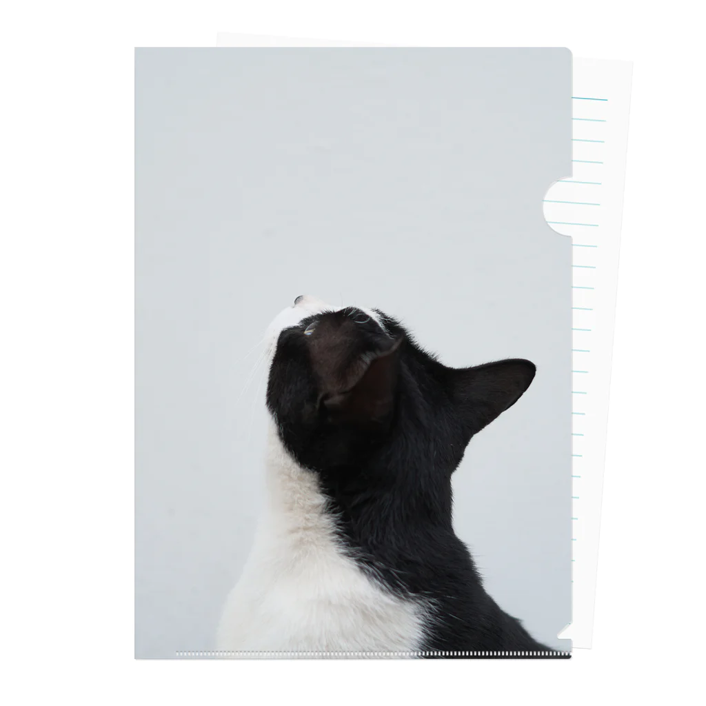猫写真家「むに」のアトリエの見上げる猫 クリアファイル
