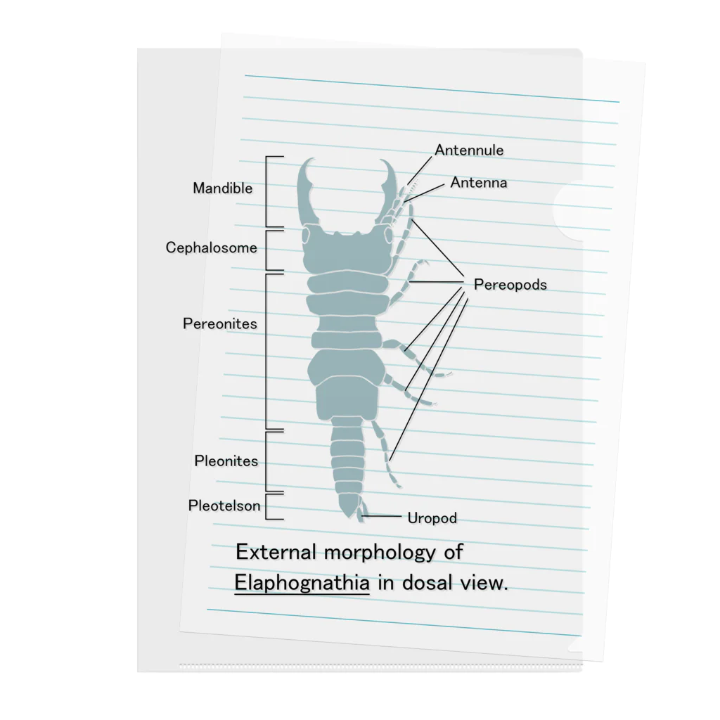 むせきつい屋さんのウミクワガタの外部形態 クリアファイル