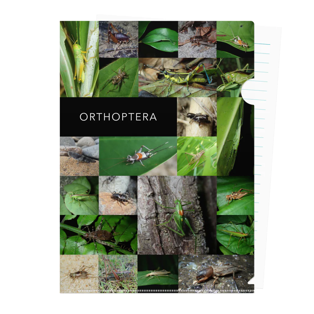 直翅類.jpのORTHOPTERA Clear File Folder