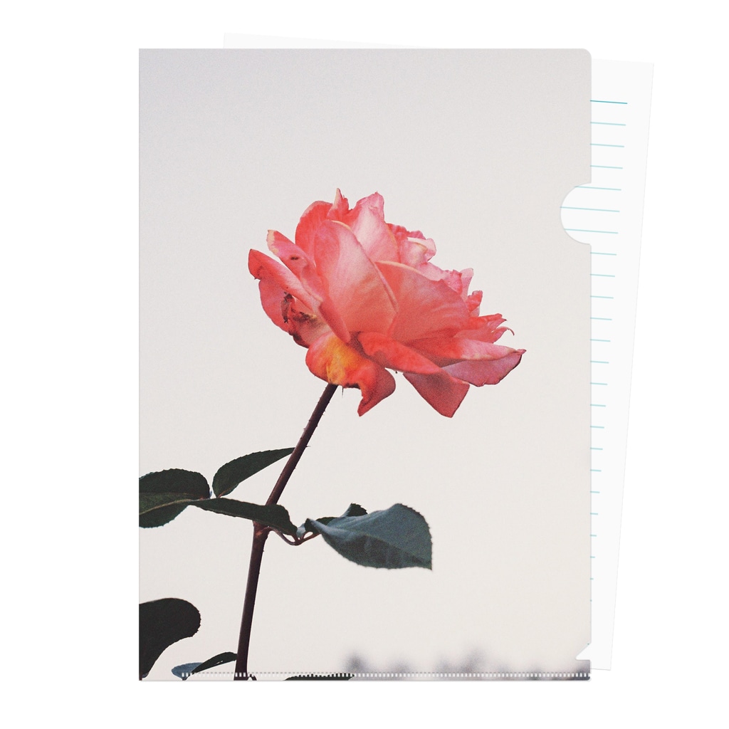 一輪のバラ サチンカメラ Sachin のクリアファイル通販 Suzuri スズリ