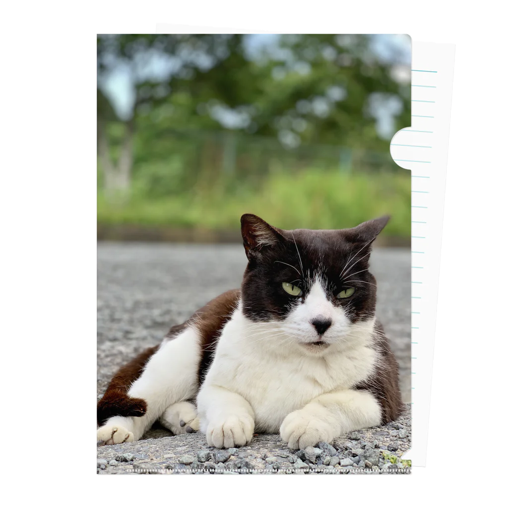 ちょろ母ねこ写真グッズのボスねこ Clear File Folder