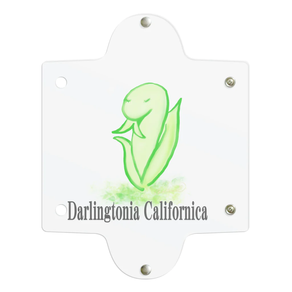 天使のやすらぎのDarlingtonia Californica クリアマルチケース