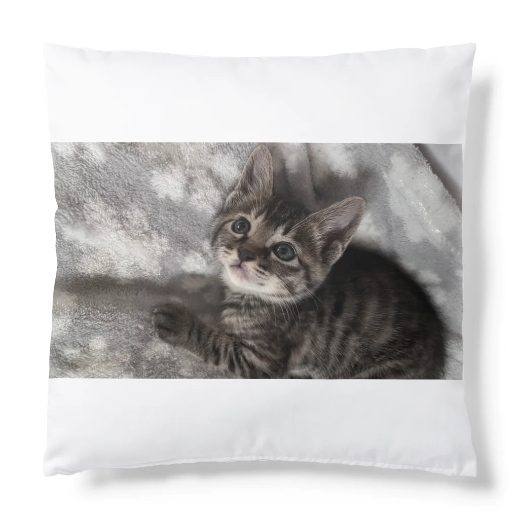 ブティックNENE🐾のネネの仔猫時代 Cushion