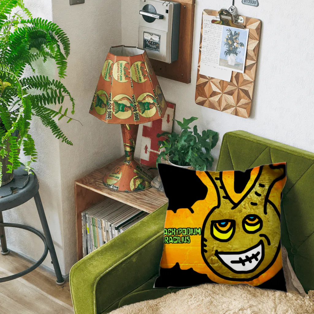 パキポキさんのPachypodium Gracilius  Cushion