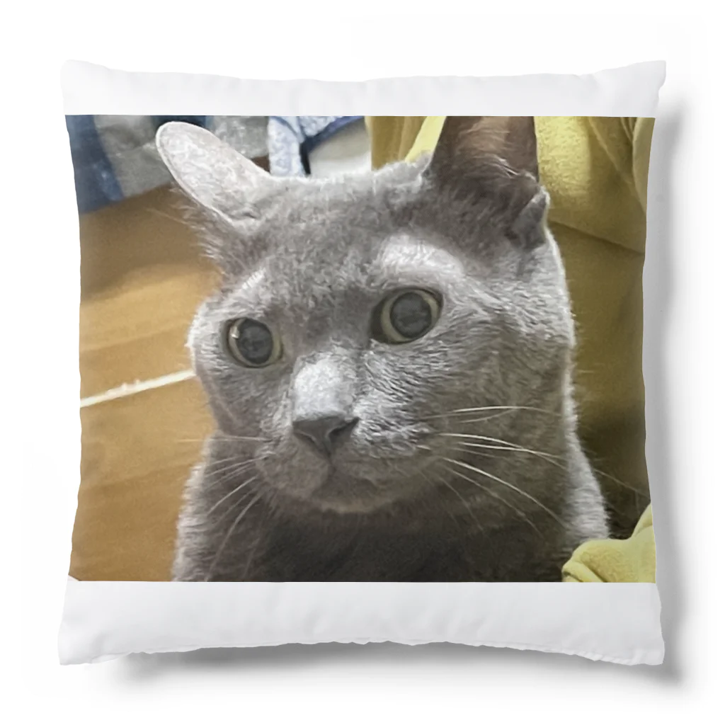 あこの実家の猫 Cushion