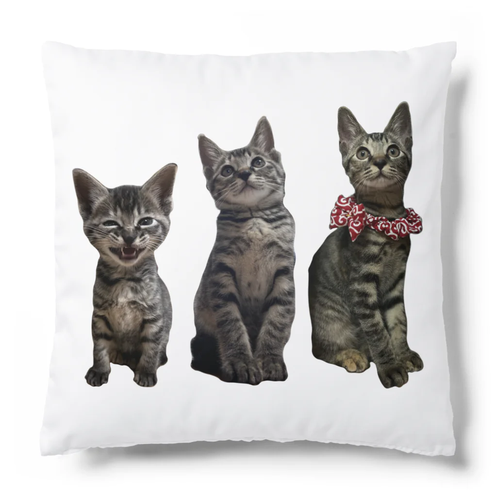 ブティックNENE🐾のネネの仔猫時代 Cushion