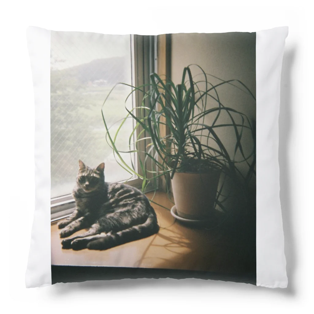 毎日ころりんの猫の写ルンです Cushion