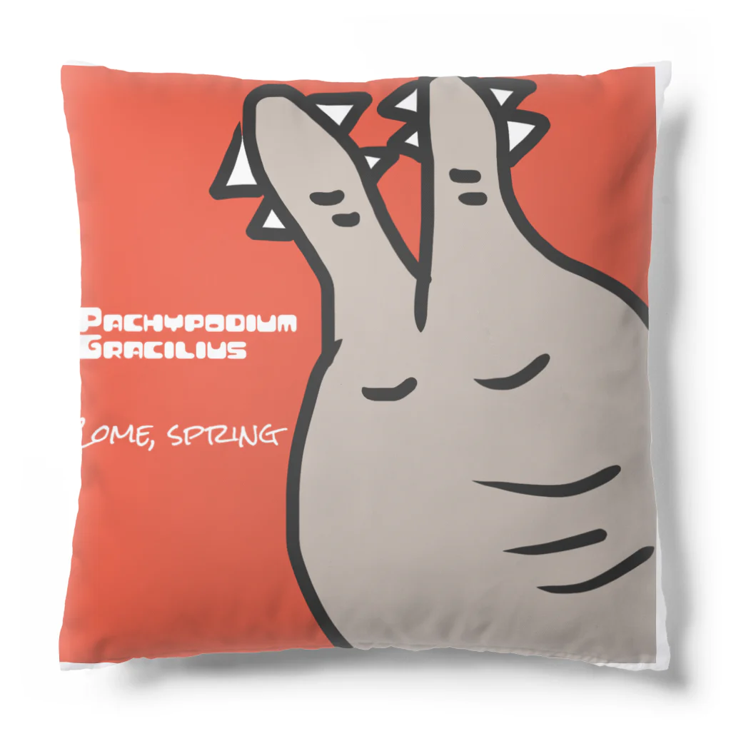 パキポキさんのPachypodium Gracilius  Cushion