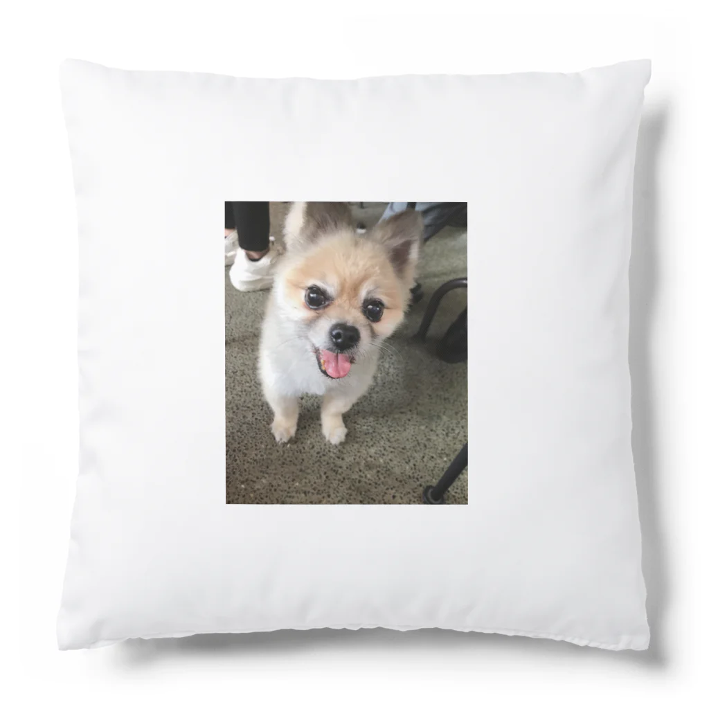 チワワの実夕ちゃんと保護犬保護猫ちゃん達の保護犬のふぅちゃん Cushion