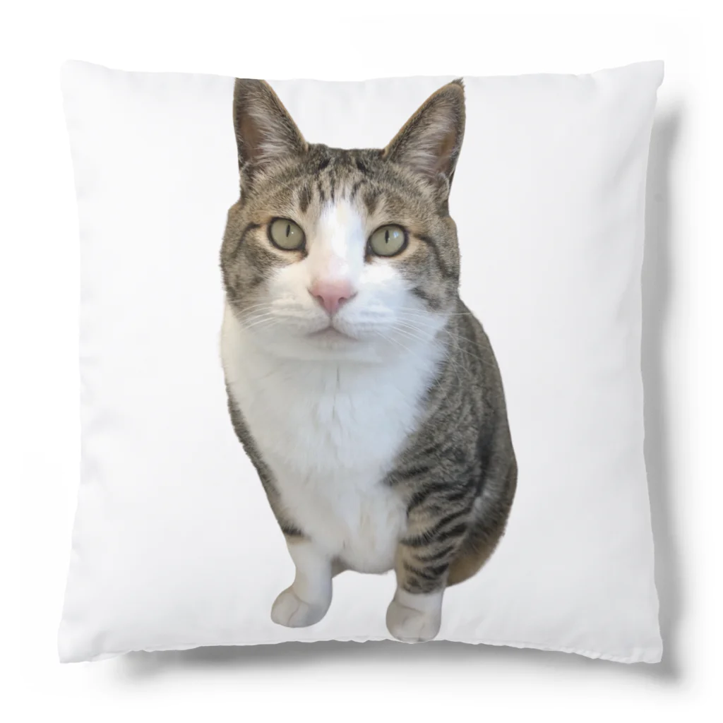 ねこぽてちのポテチくん Cushion