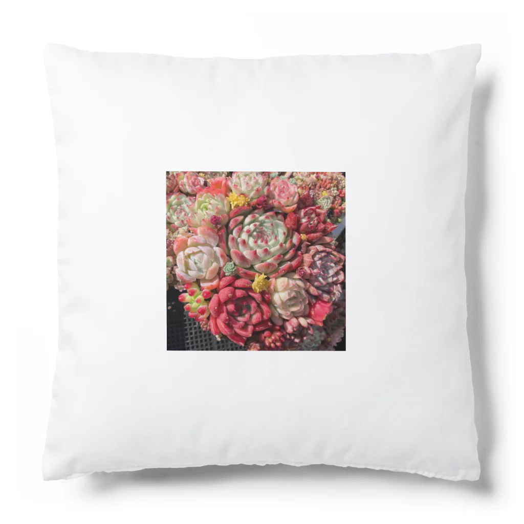 Echeveria_Masterの華やかなエケベリア Cushion