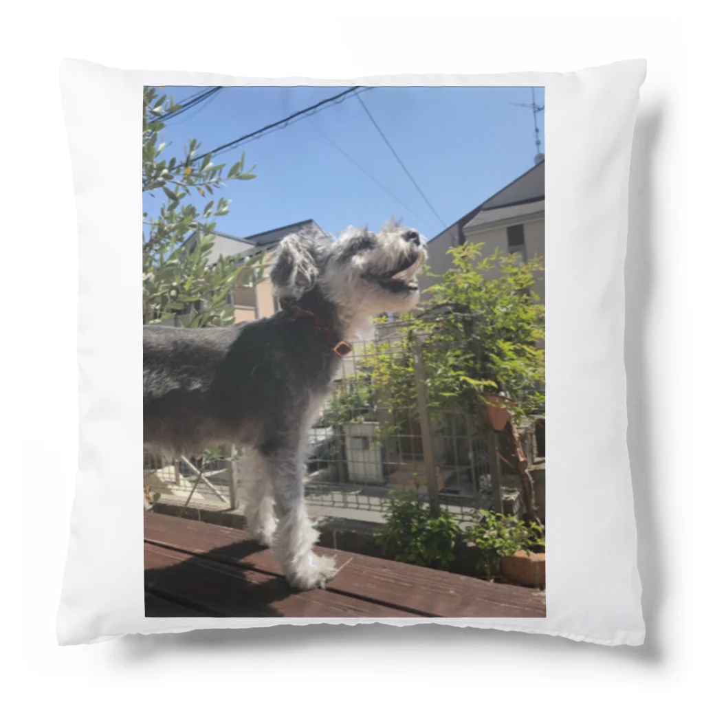 satono.aiの究極のかわいさ！この写真に写っているのは、シュナウザー！ Cushion