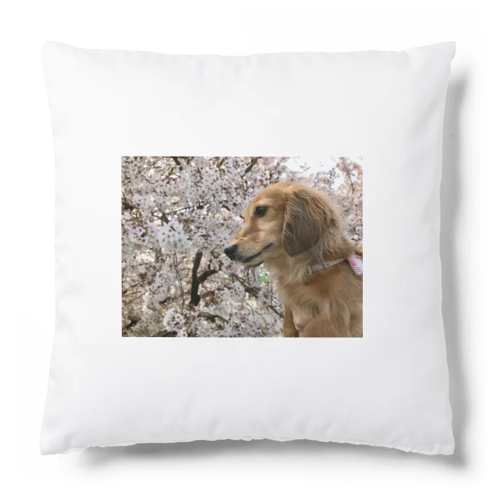 でぶっくすふんとの花見を満喫するちょちょさん Cushion