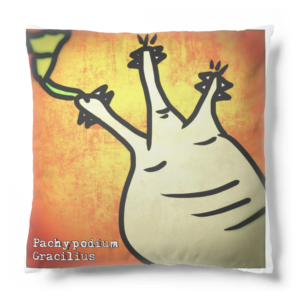 パキポキさんのPachypodium Gracilius  Cushion