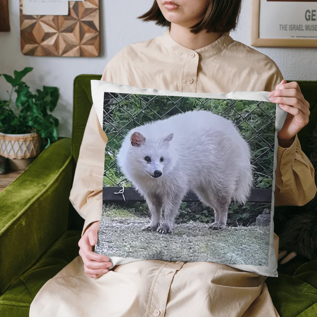 DandyのDandy-White.Raccoon dog Cushion