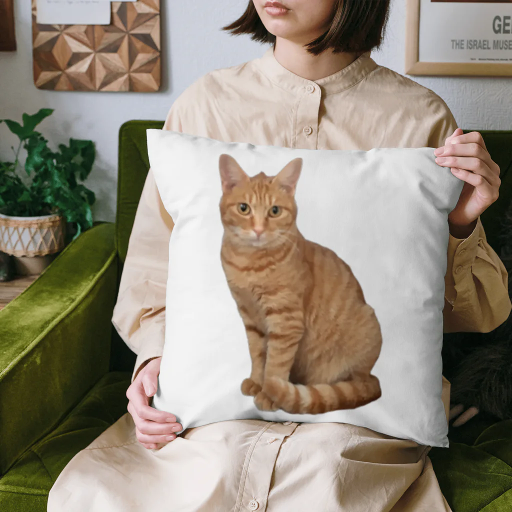 モルモットのミマモル隊のチャトラン🐱 Cushion