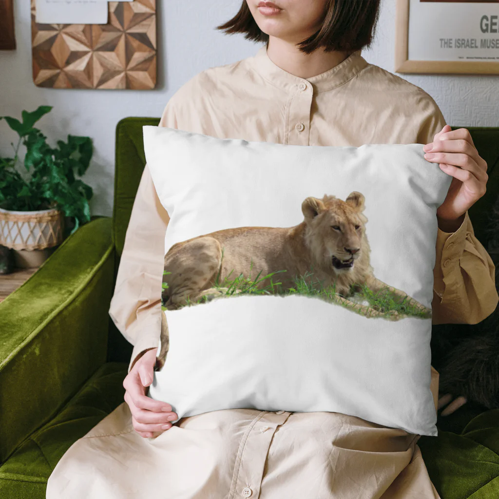 mayura_photoの若いオスライオン Cushion