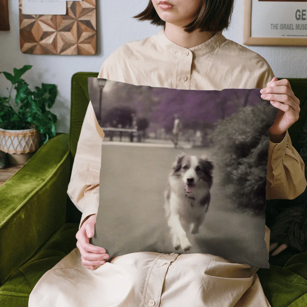 _ryosuke_tvの愛犬 Cushion