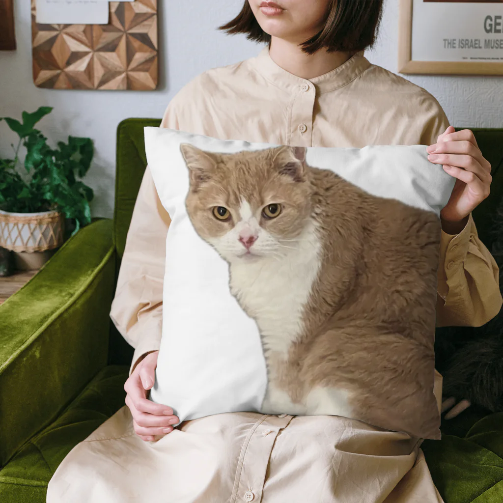 Mashlyのマシロくん猫グッズ Cushion