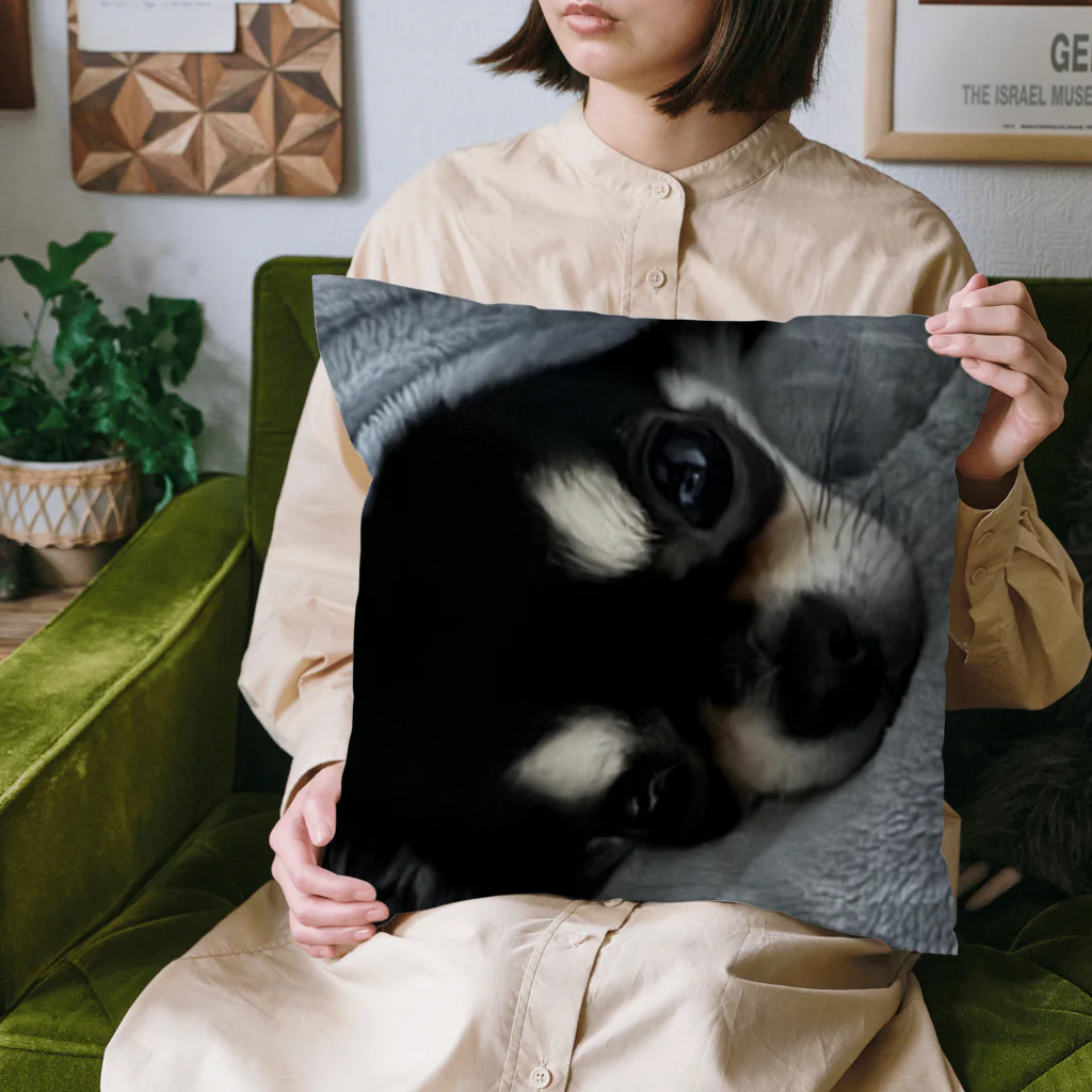 我が家の愛犬のぬくぬくモコ Cushion