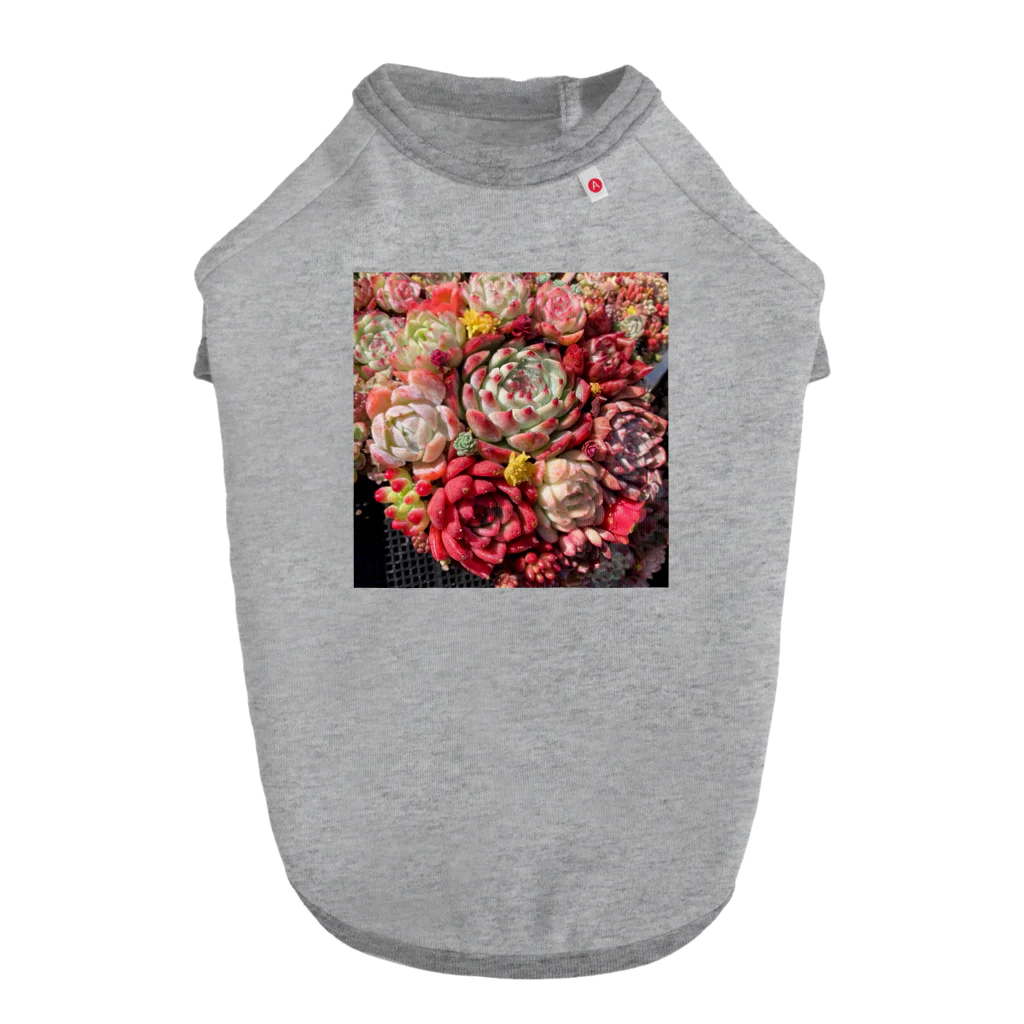 Echeveria_Masterの華やかなエケベリア ドッグTシャツ