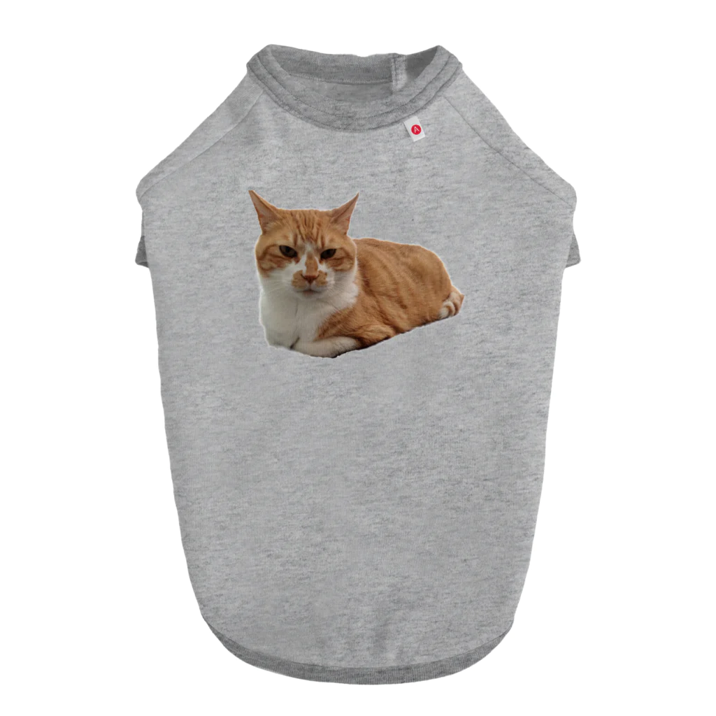 dszsdfdのこうばこねこねこ ドッグTシャツ