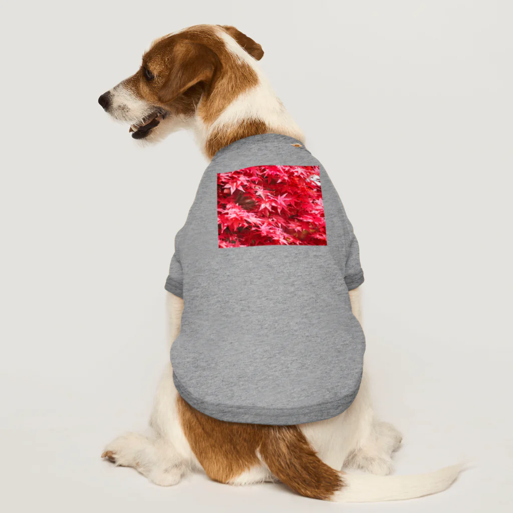 morinoyouseiの鮮やかなもみじ Dog T-shirt