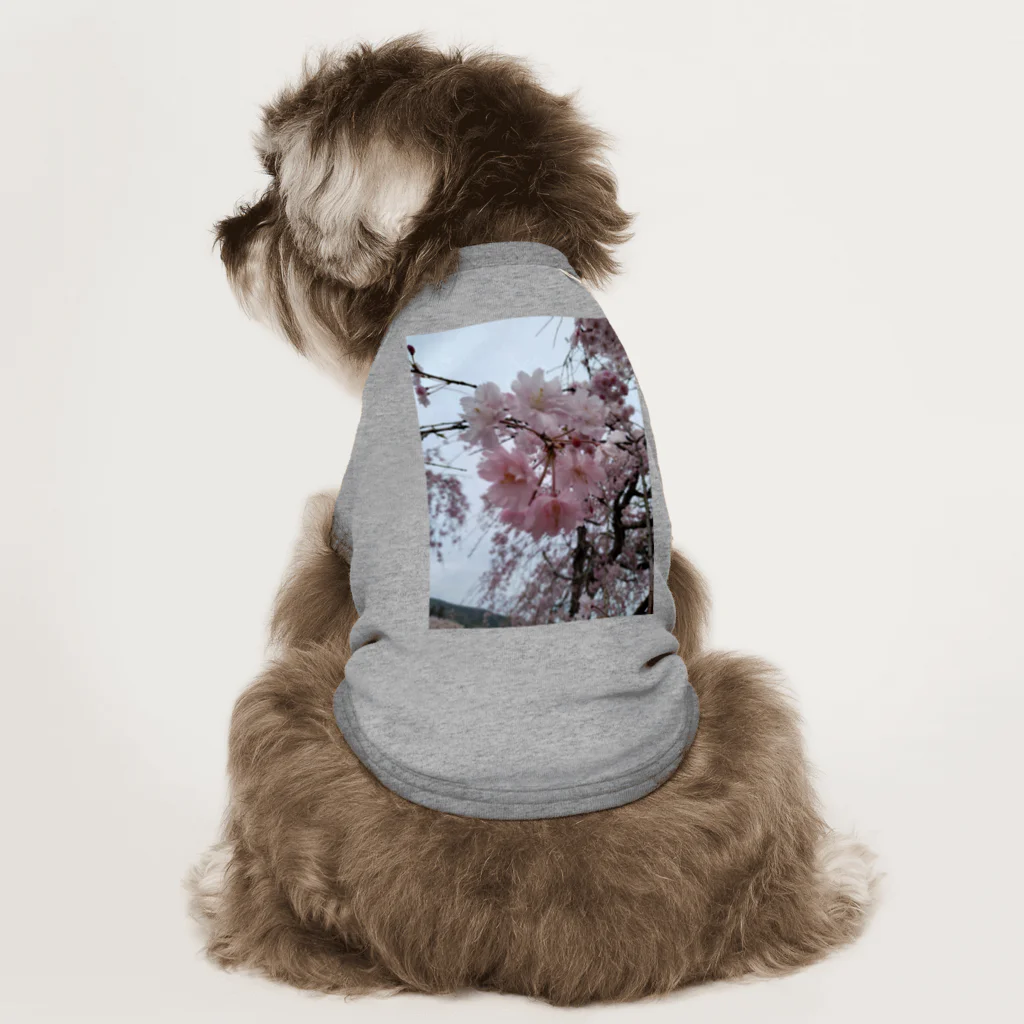 umejirouのさくら満開 Dog T-shirt