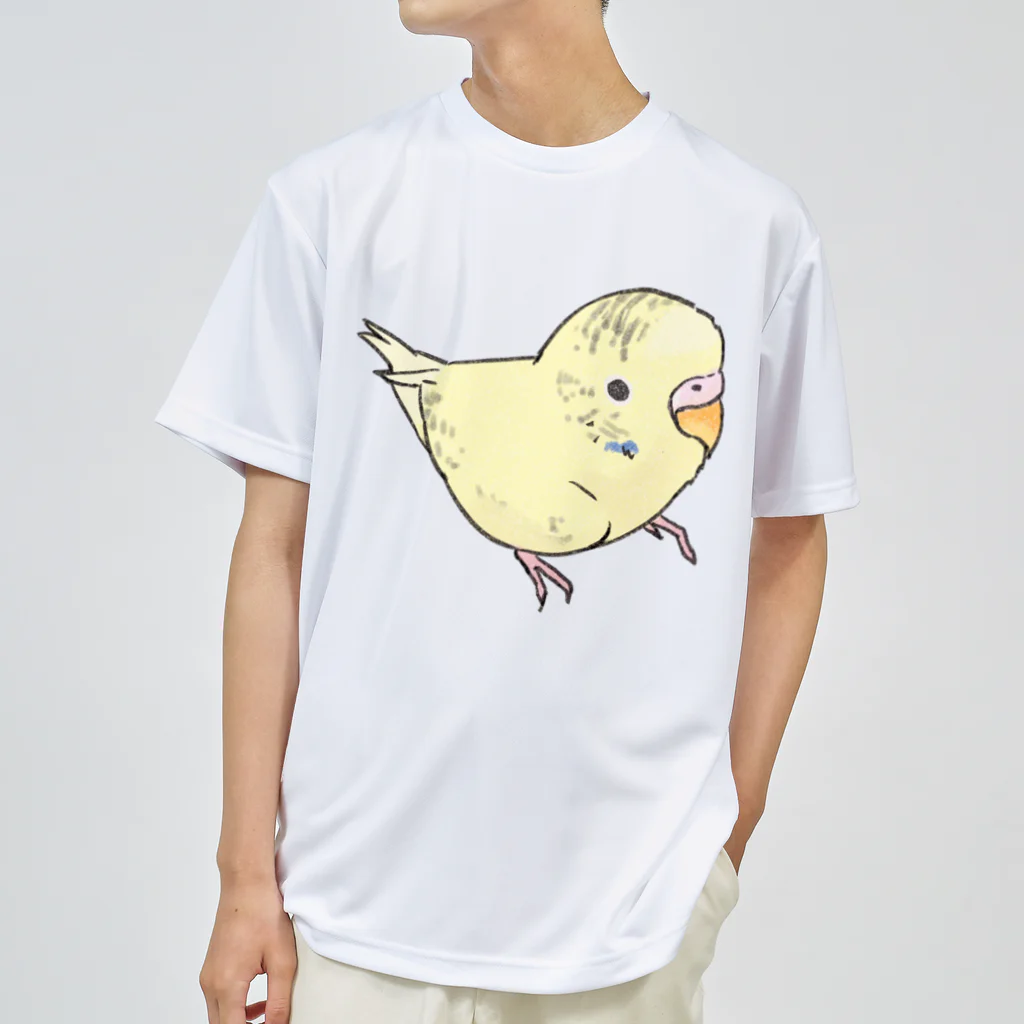 まめるりはことりの可愛いセキセイインコ　おすましちゃん【まめるりはことり】 ドライTシャツ