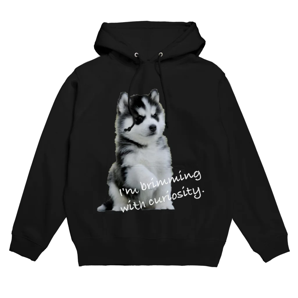 サバミケ、茶トラ、鍵しっぽ。の好奇心旺盛ハスキー仔犬 Hoodie