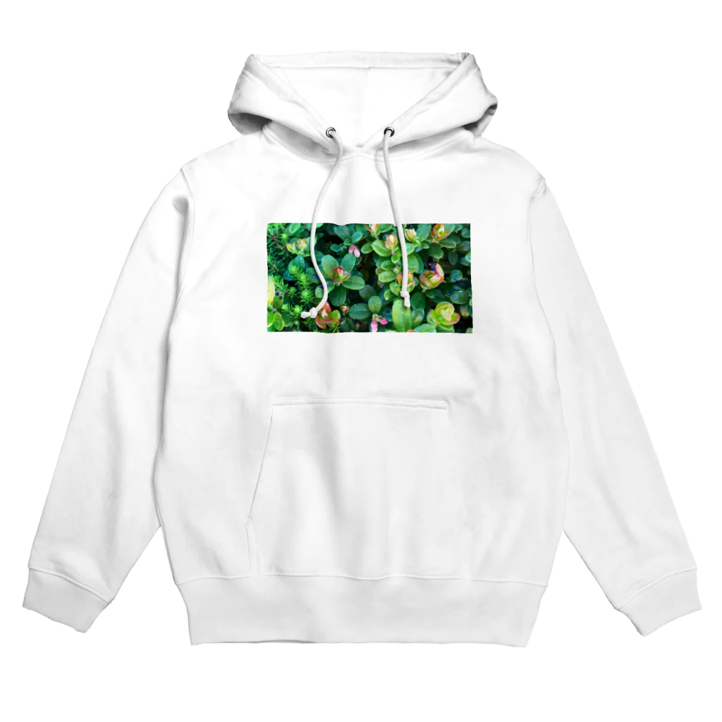 megu0328の乗鞍岳の高山植物 Hoodie