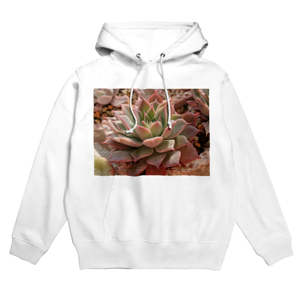 🌵たにくりーむ🍦の多肉植物 Hoodie