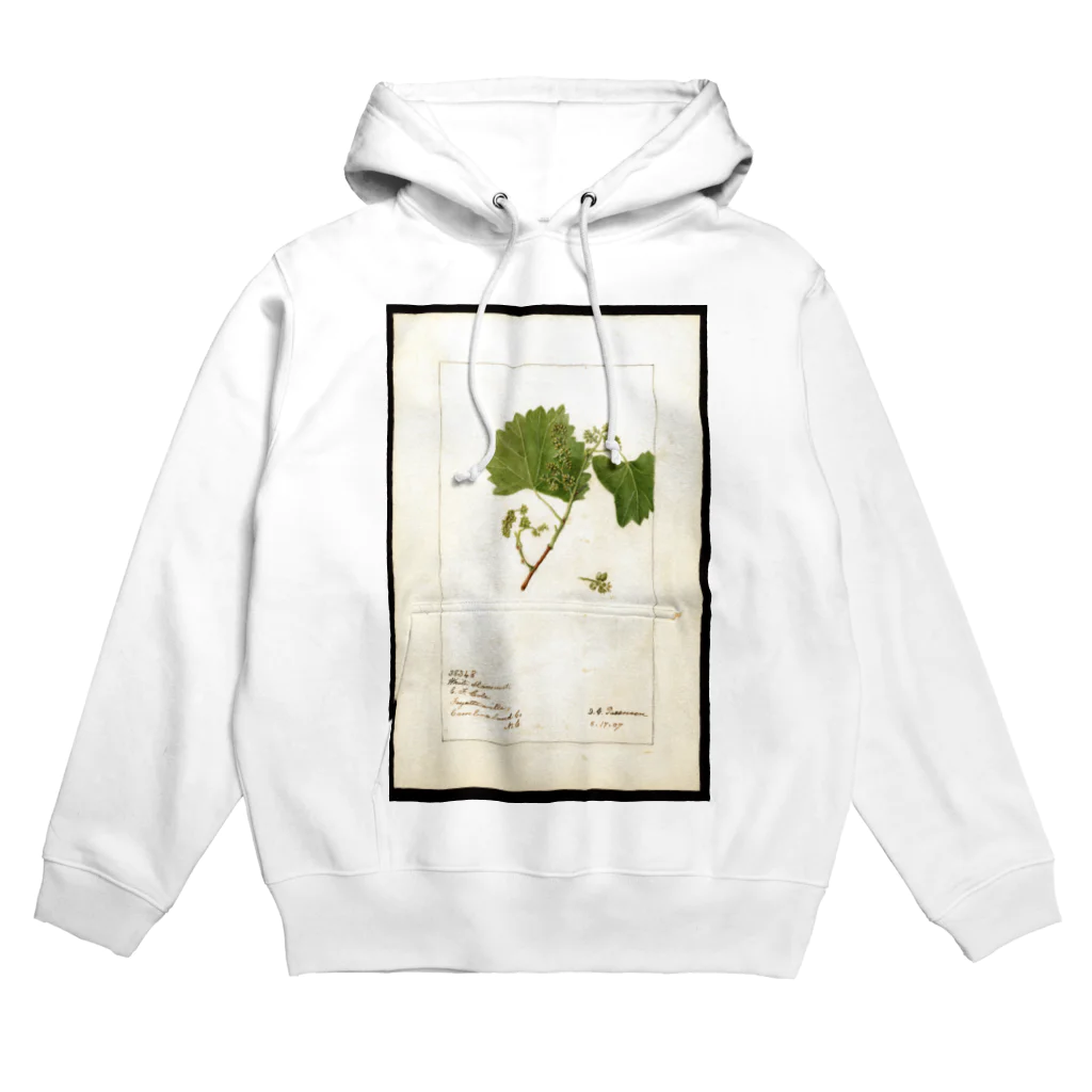 ArtShirtの Vitis: White Staminate Hoodie