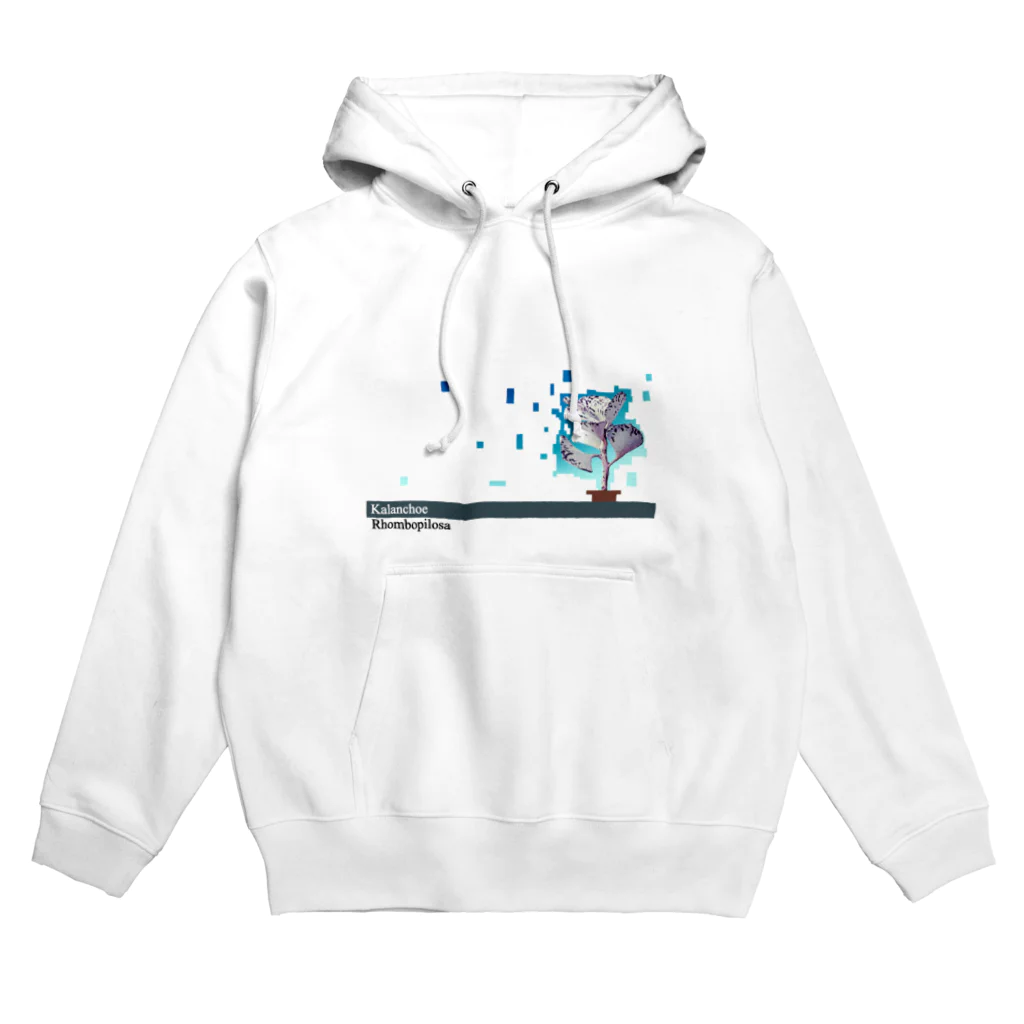 Ｎ　(・〜・）の多肉植物　扇雀 Hoodie