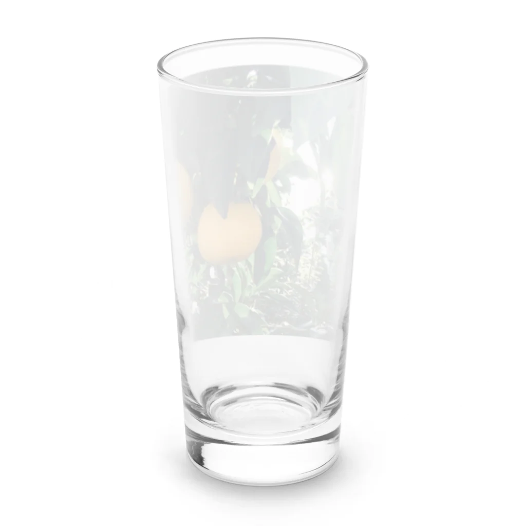 どーなつの柑橘系 Long Sized Water Glass :back