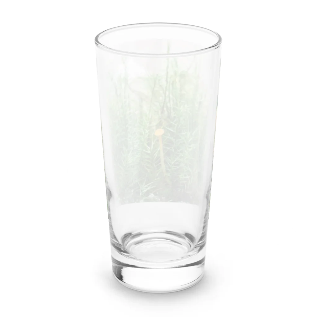 アトリエWindwingのキノコと苔テラリウム Long Sized Water Glass :back