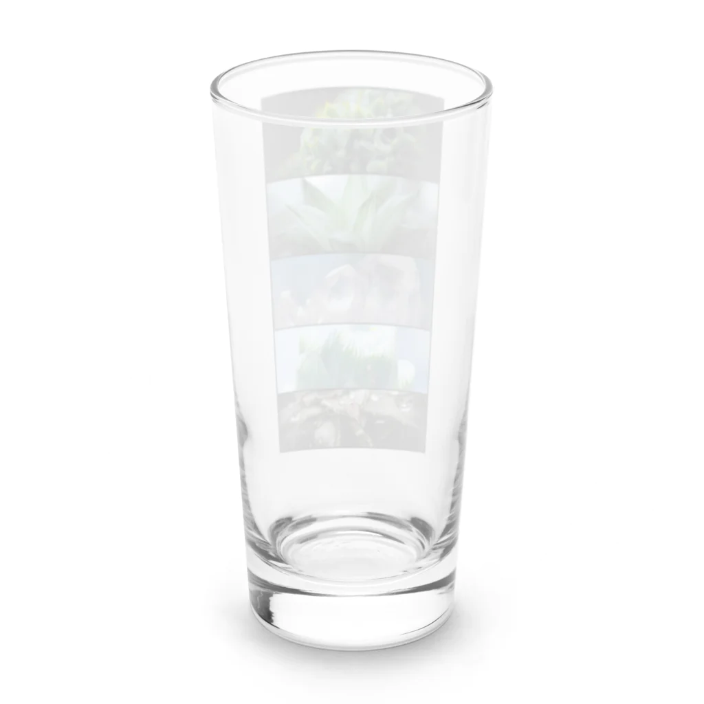 殿下と爬虫類。の多肉植物のある生活 Long Sized Water Glass :back