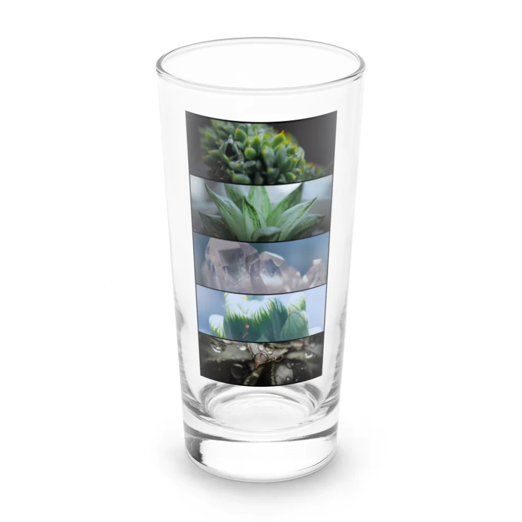 殿下と爬虫類。の多肉植物のある生活 Long Sized Water Glass :front